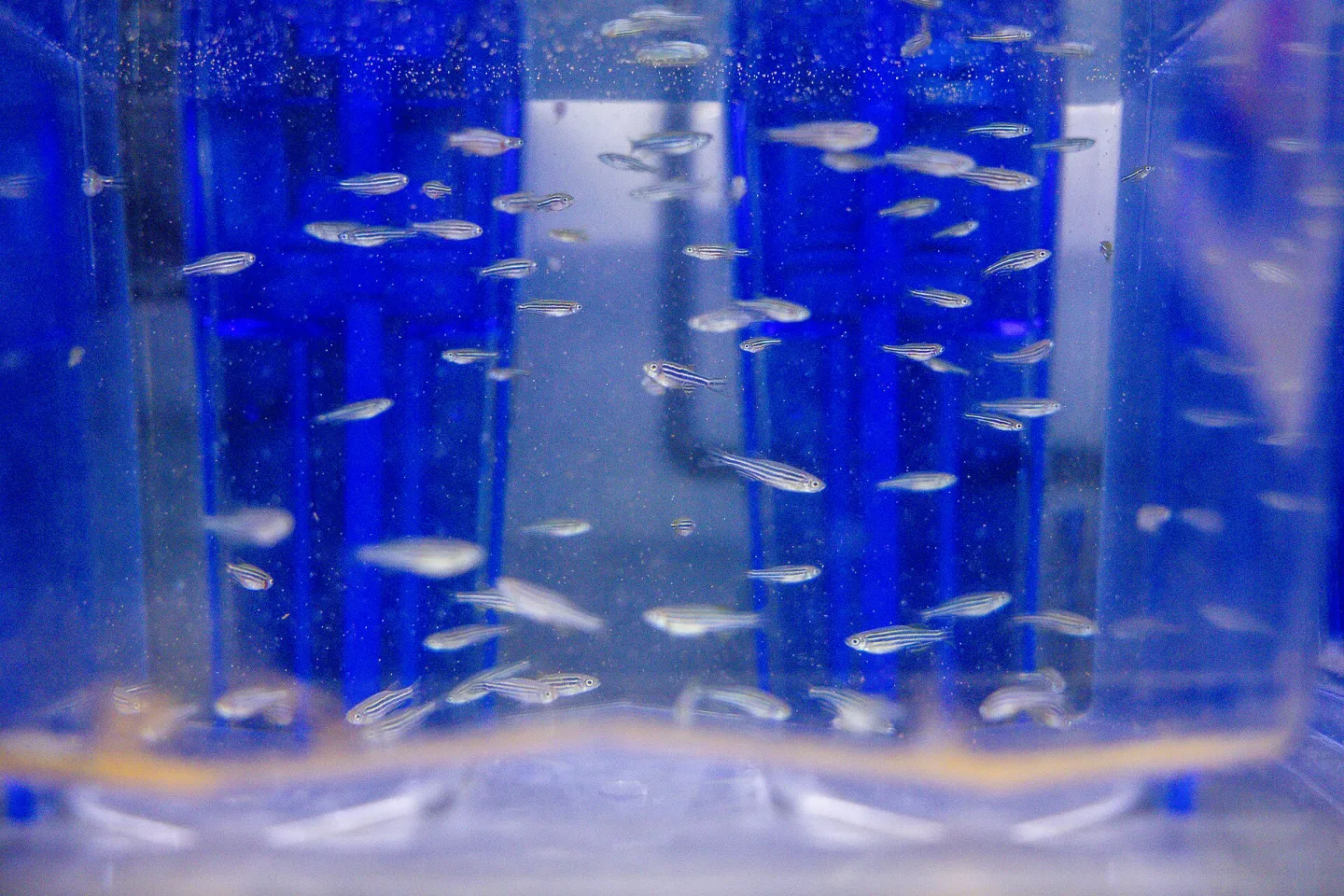 Zebrafish swimming in laboratory tanks